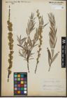 Foto von Salix repens L. x Salix viminalis L.